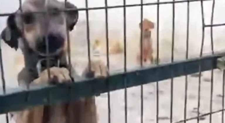 FOÇA BELEDİYE BARINAĞI'NDAN SKANDAL GÖRÜNTÜLER