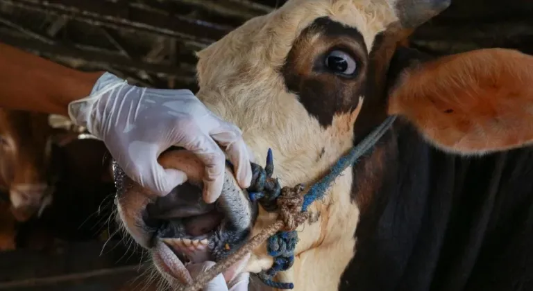 FOÇA'DA ŞAP HASTALIĞI SEBEBİYLE HAYVAN HAREKETLERİ YASAKLANDI