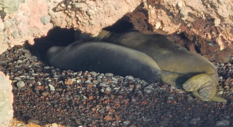 FOKLAR İNCİR ADASI'NDA GÖRÜNTÜLENDİLER